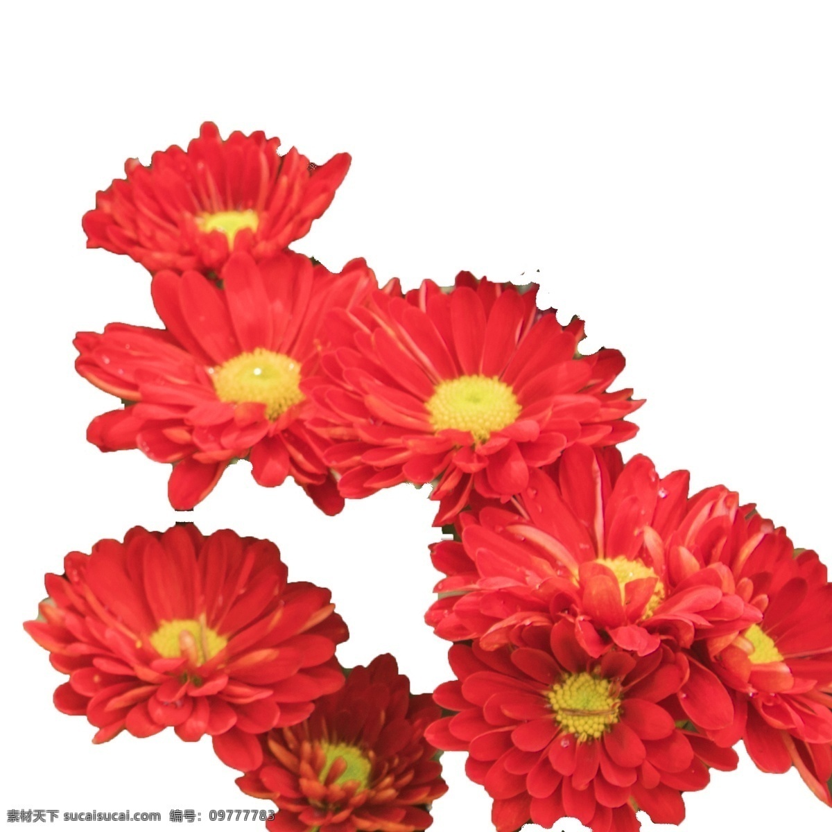 朵 美丽 花束 大自然 赠 红色黄色绿植 公园 景观 多朵 美丽花束 彩色 观赏 红花绿叶