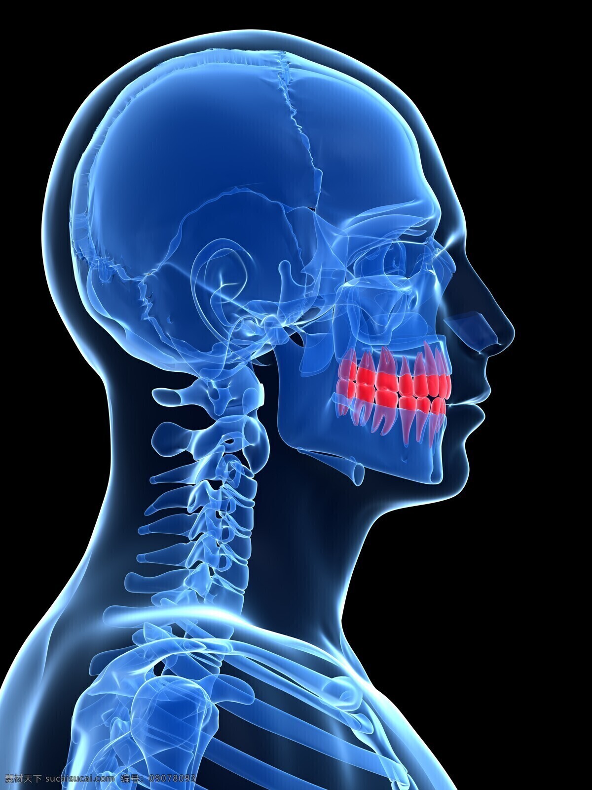 人体 牙齿 模型 人体器官 人体模型 医疗护理 人体器官图 人物图片