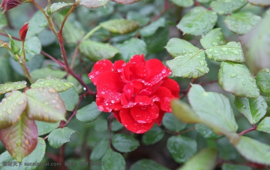 月季 月季花 春天 雨后 红花 红色花 花草 生物世界