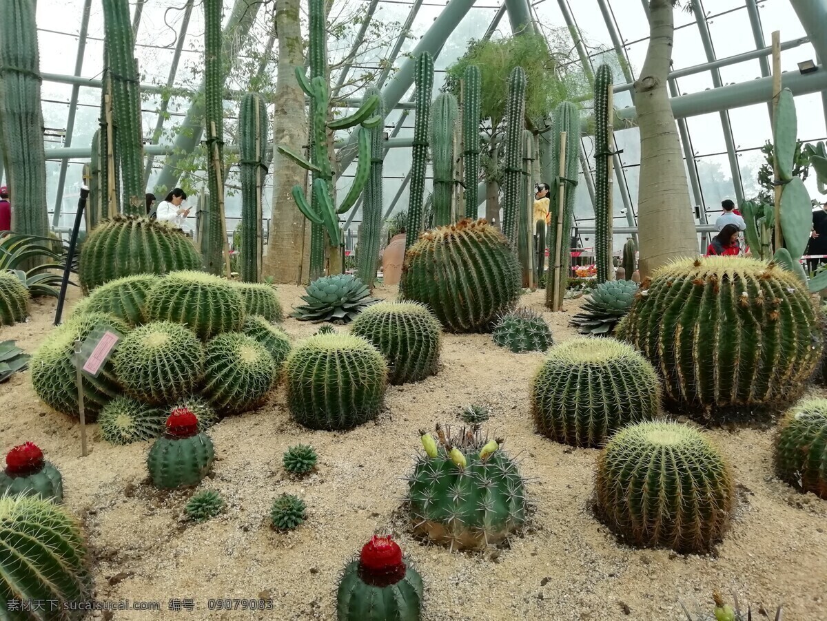 惠州植物园 植物园 温室 植物 惠州 旱区植物 热带植物 仙人球 仙人掌 多肉 景观 花卉种植 花 园林苗木 沙漠植物 生物世界 花草