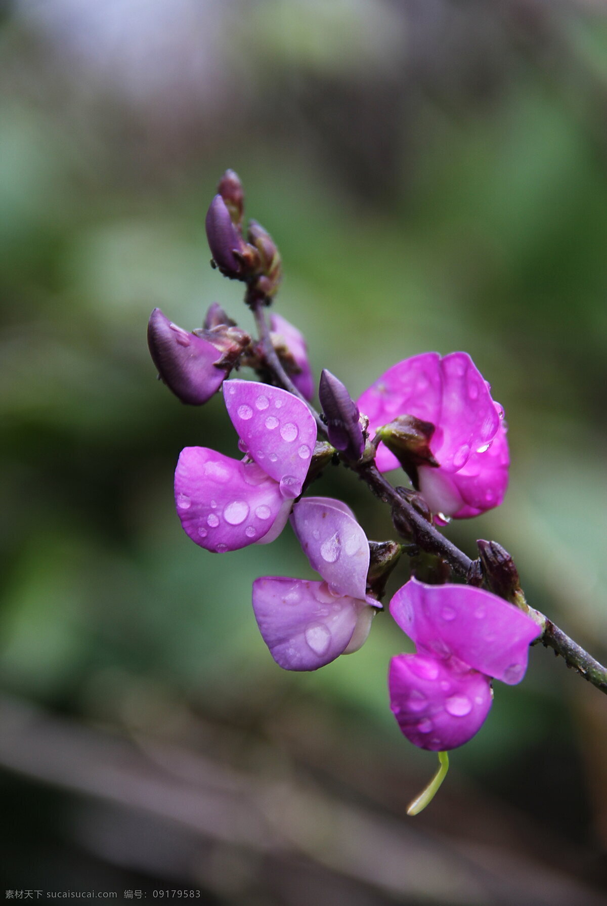 梅豆花 生物 植物 蔬菜 梅豆 田园 生物世界 植物共享