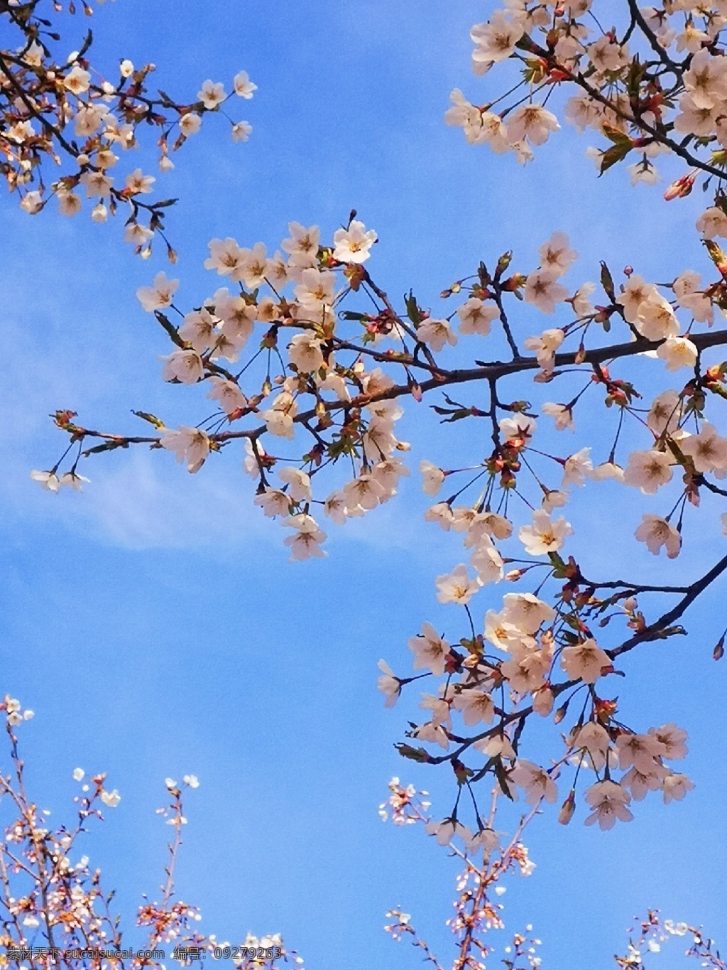 青岛 蓝天 白云 花 粉色 日本樱花 青岛樱花 自然景观 自然风景