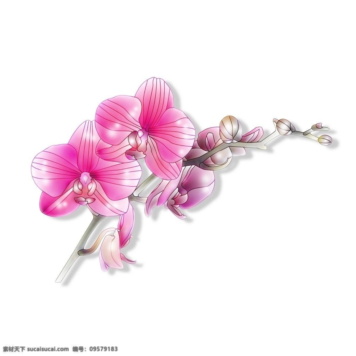 支 红 紫色 花朵 美丽 可爱 春天 香味扑鼻 春暖花开 绿叶 插花 艺术 温馨 节日 绿色植物
