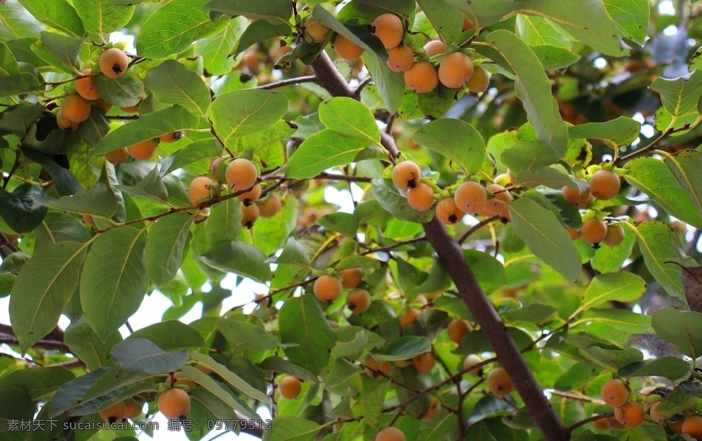 黑枣树图片 黑枣树 黑枣 枣树 快熟的黑枣 植物 摄影图片 自然景观 自然风景
