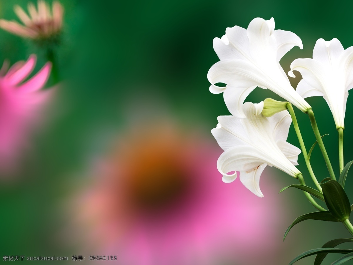 端庄 鲜艳 高贵 百合花 淑丽 大方 百合 幸福 鲜花 花朵 分层 源文件