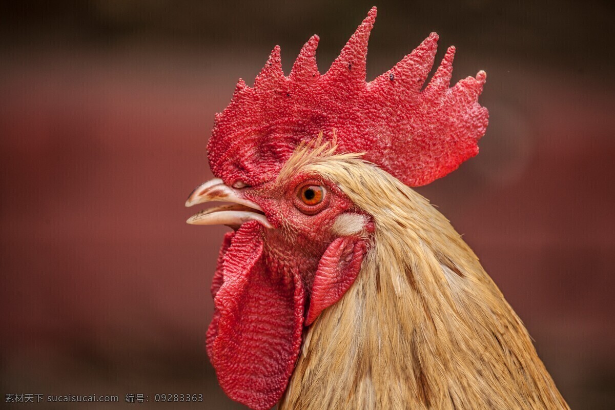 拍摄 原创 创意 动物 特写 公鸡 头部 鸡冠 生物世界 家禽家畜