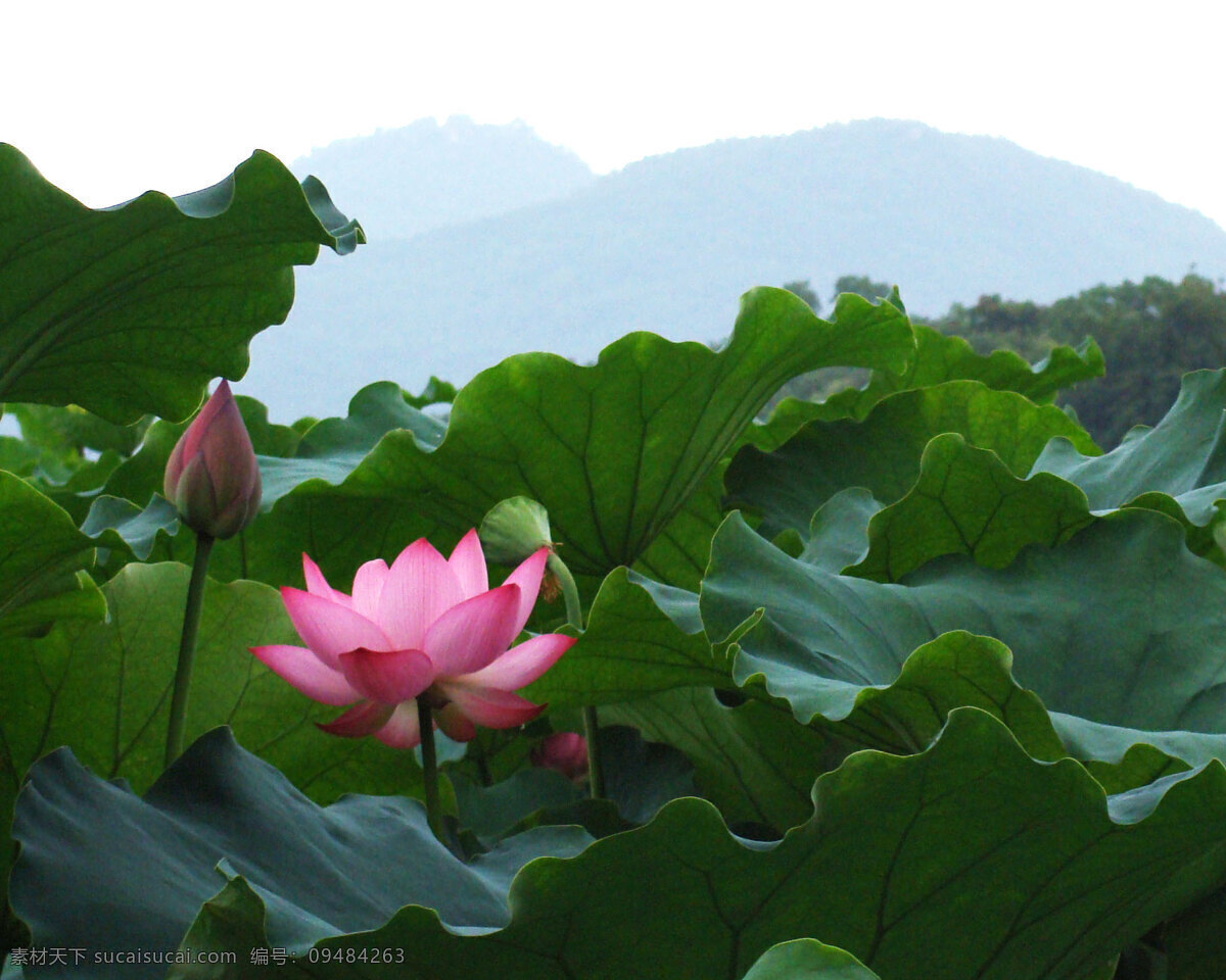 荷花免费下载 杭州西湖风景 荷花 荷叶 风景 生活 旅游餐饮