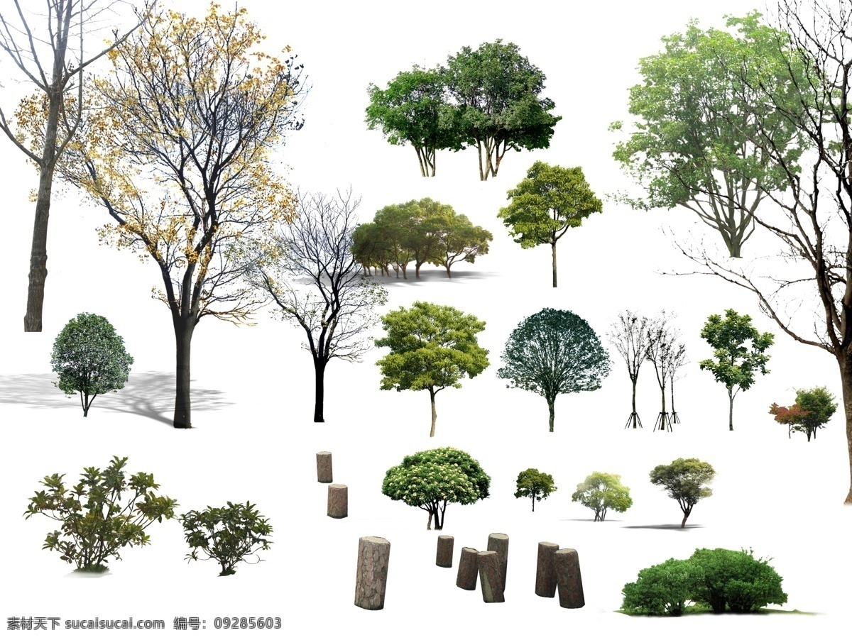 园林素材树 植物 灌木 园林素材 景观素材 树