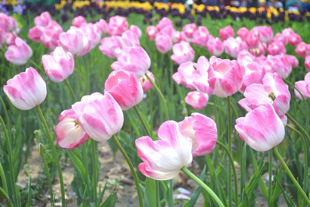 郁金香 鲜花 花 花草 春天 阳光 花园 花语 花朵 花瓣 公园 粉色 粉红色 生物世界