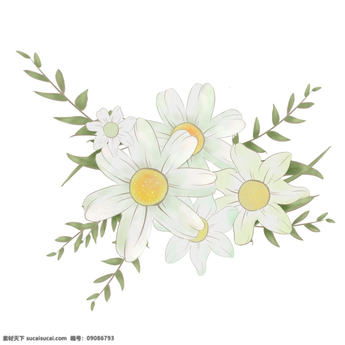 手绘 春天 植物 白色 花 插画 花朵