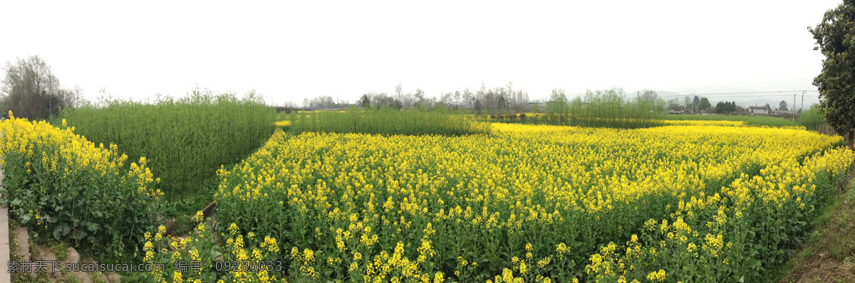 油菜 花田 春天 花 花草 黄花 农田 生物世界 田野 油菜花田 油菜花 psd源文件