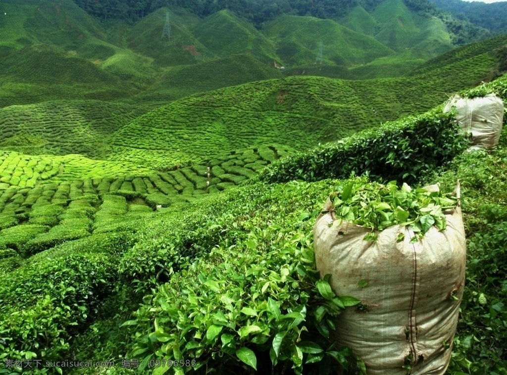 茶园图片 茶园 采茶 茶山 生态茶园 有机茶园 新茶 绿茶 自然景观 自然风景