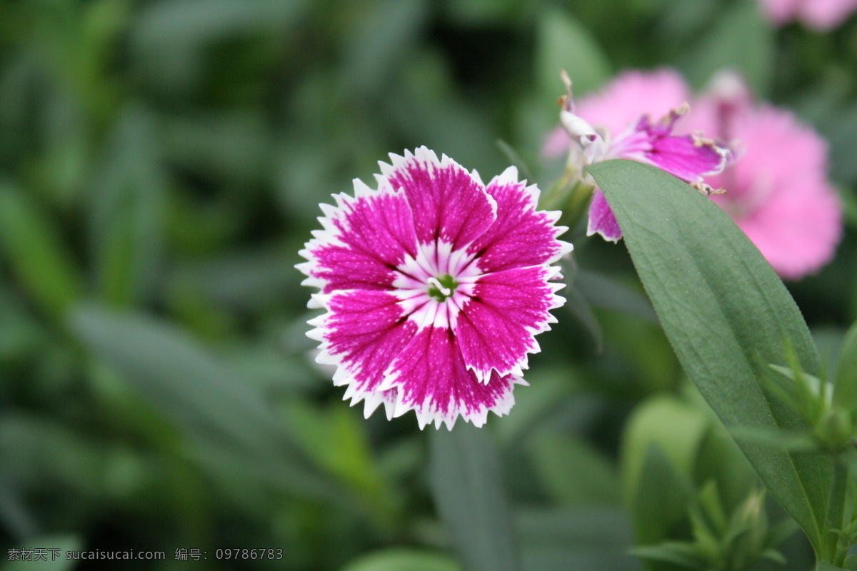 石竹花 花草 生物世界 香石竹 中国石竹 洛阳石竹 石菊 绣竹 花草世界 矢量图 日常生活