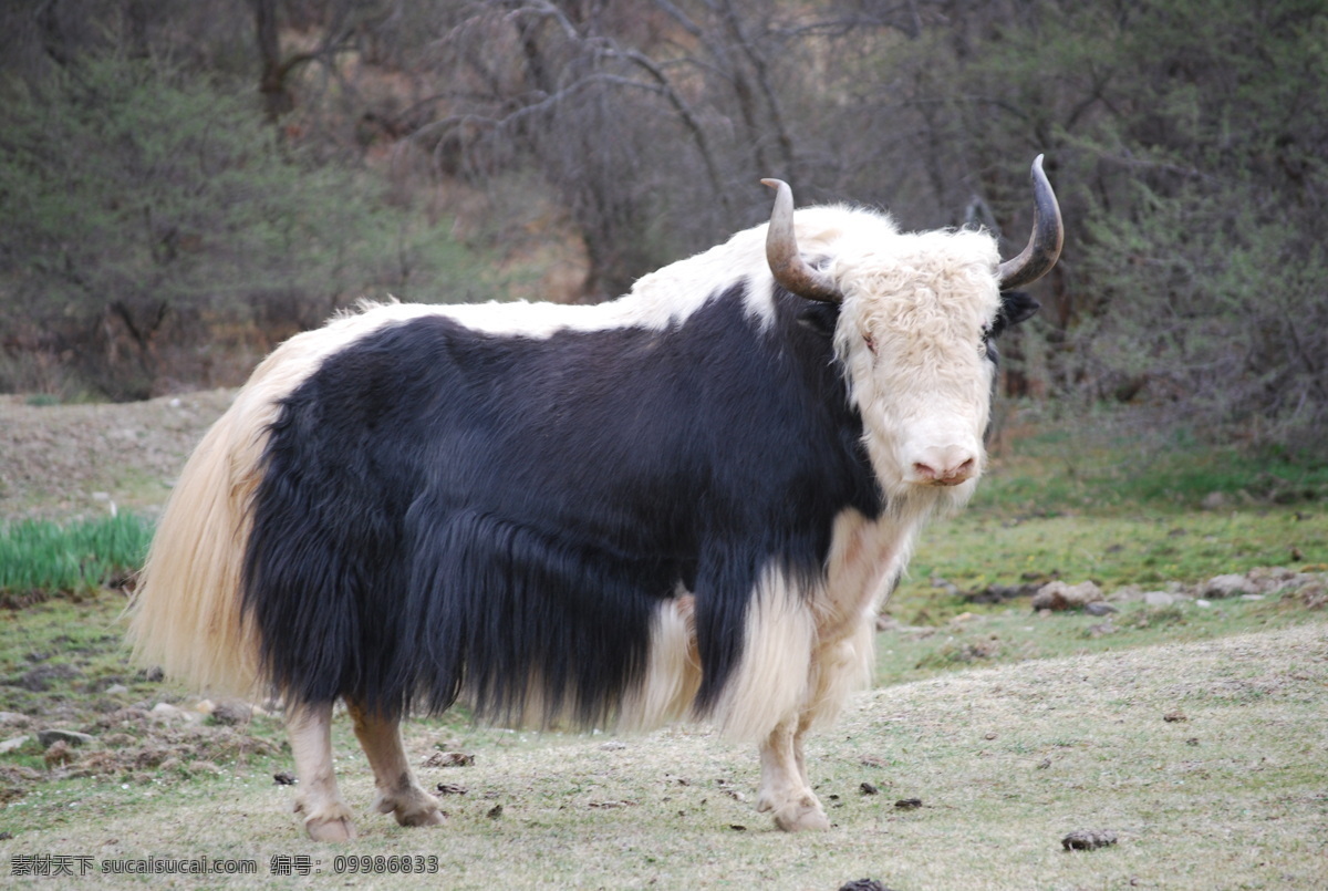 木里 藏族 自治县 四川 凉山州 牦牛 生物世界 野生动物