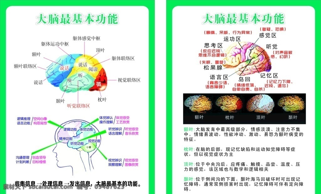 大脑最基本 功能 脑功能分布图 功能分布图 左右脑 分布图