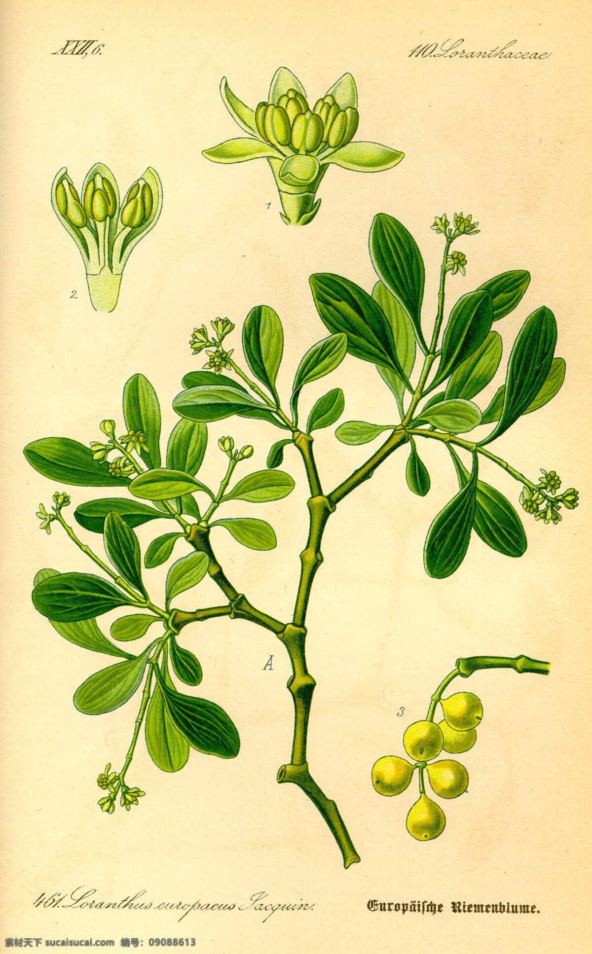手绘植物图谱 手绘植物图册 种子植物 植物 花朵 叶子 花草 绿色植物 绿叶 花草图册 手绘植物 手绘花朵 植物图册 彩色植物图谱 植物科普 文化艺术 绘画书法