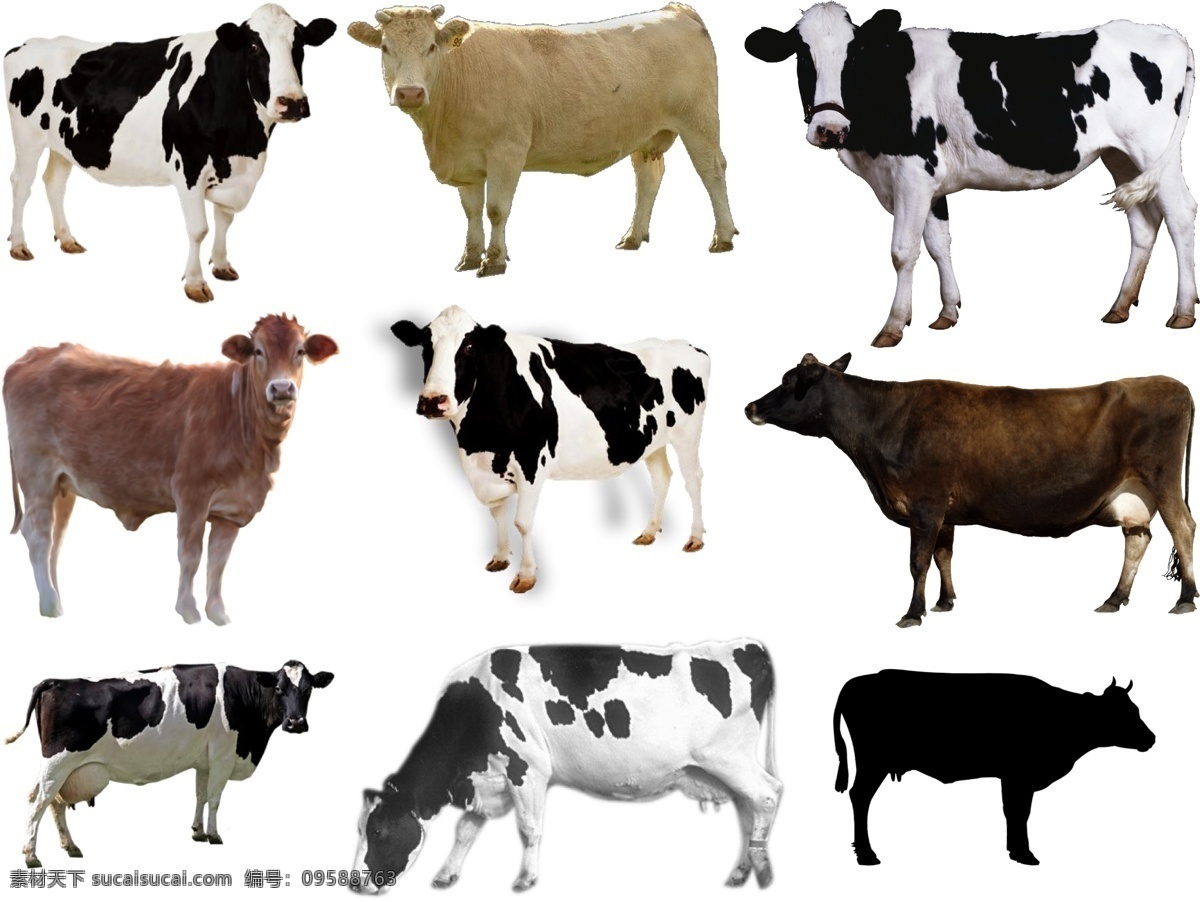 奶牛 免 扣 高清 素材图片 奶牛png 高清奶牛图片 文件 奶牛免扣素材 奶牛素材 各种 生物世界 野生动物