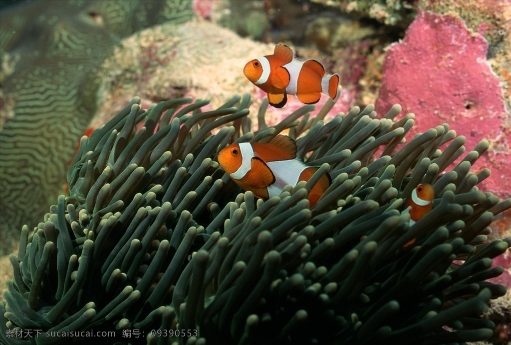 珊瑚 火柴状 绿色 鱼 海底生物 海底世界 生物世界 海洋生物