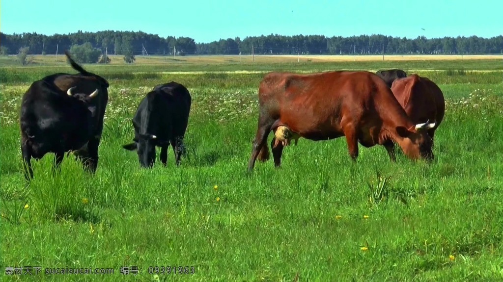 视频背景 实拍视频 视频 视频素材 视频模版 实拍 畜牧 动物 动物视频 草坪视频