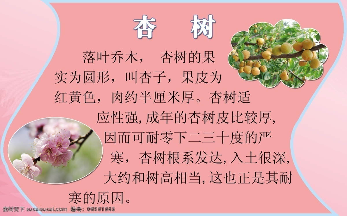 树牌 杏树 psd分层 分层 源文件
