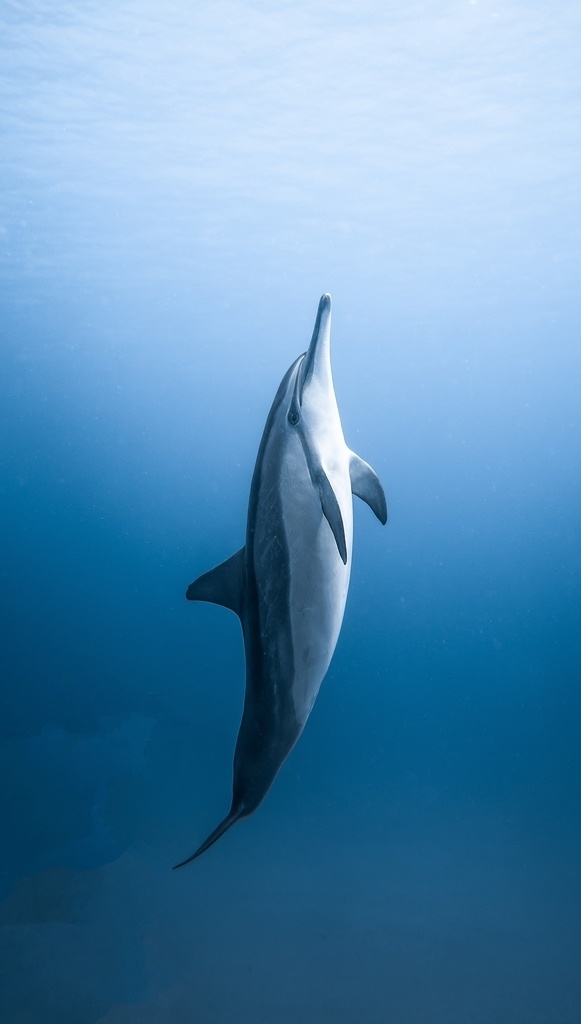 海豚图片 大海 深海 海豚 艺术 游泳 自然景观 自然风景