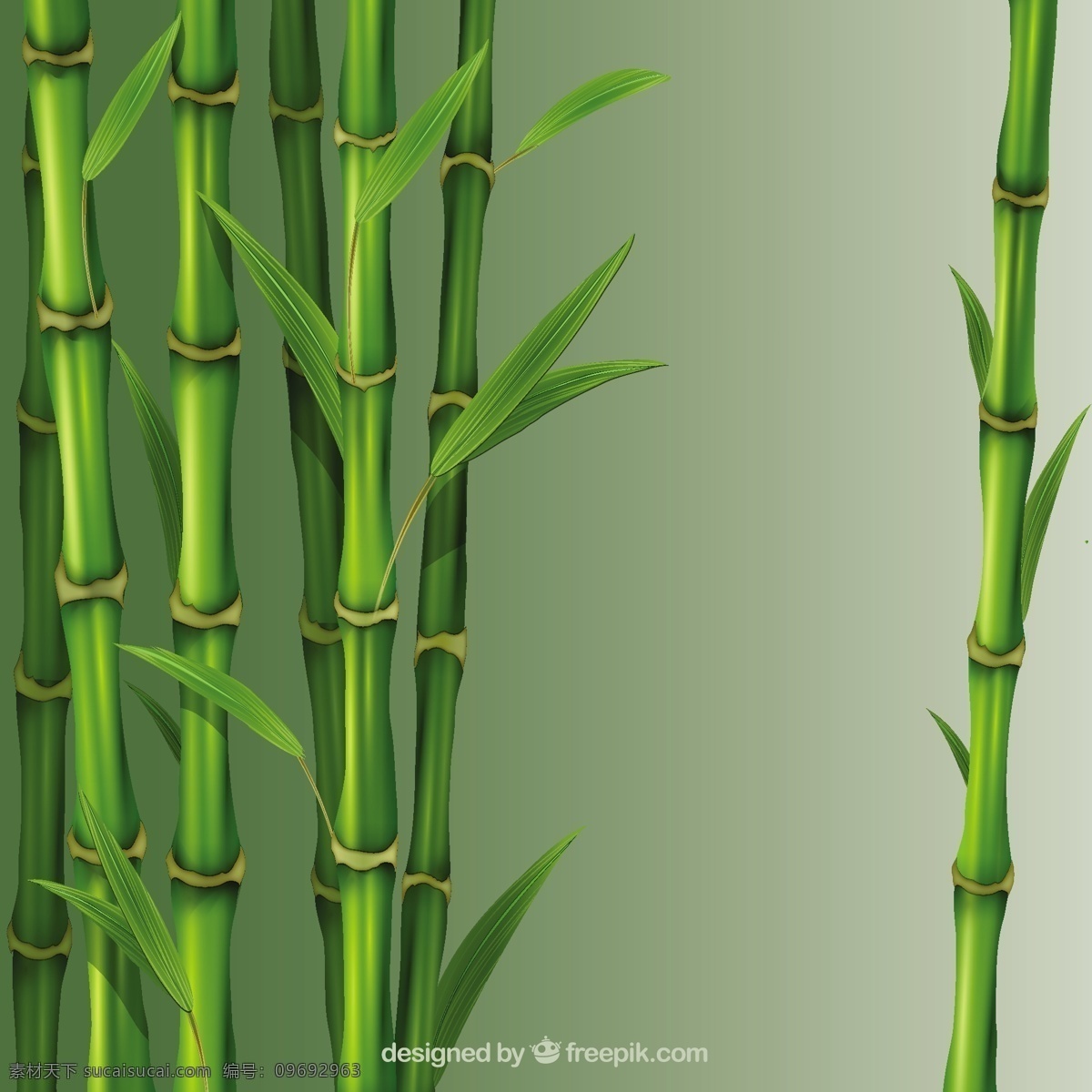 芦苇插图 自然 热带 植物 芦苇 异国情调