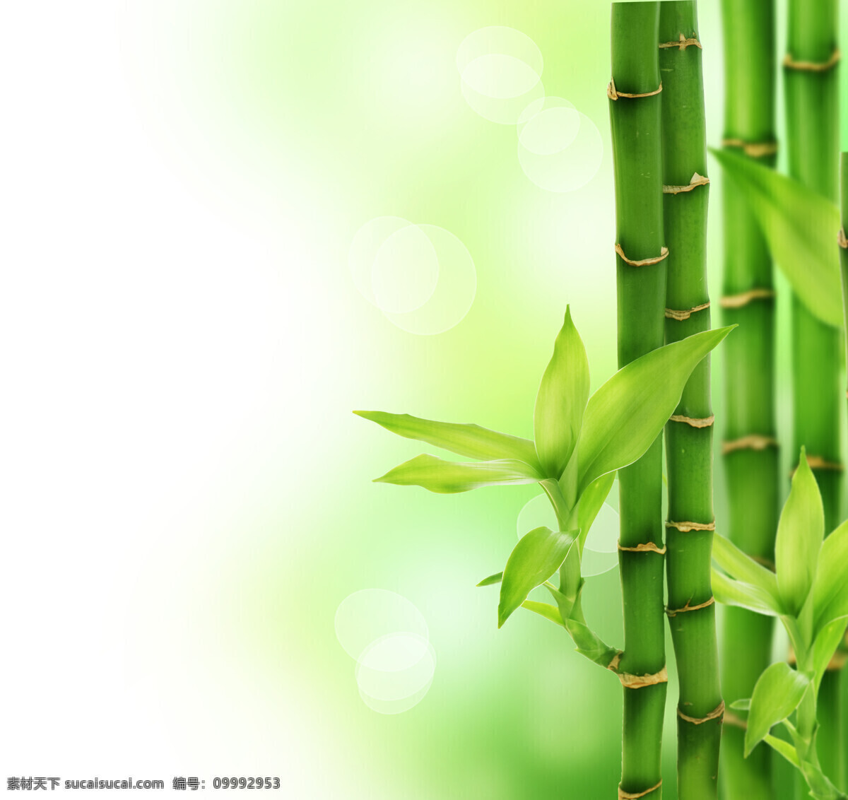 保护环境 彩色 创意广告 春天 高清图片 公益广告 环保 绿色 竹子 设计素材 模板下载 绿色竹子 竹叶 叶子 绿叶 春的气息 绿色家园 绿色环保 世界 我们的家园 联想 绿色家园系列 展板 公益展板设计