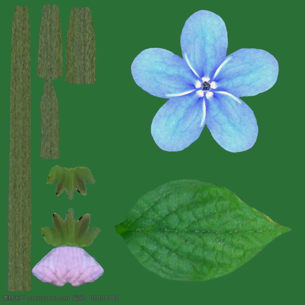 verna omphalodes 春 脐 果 草 植物模型 春脐果草 花卉草 3d模型素材 动植物模型