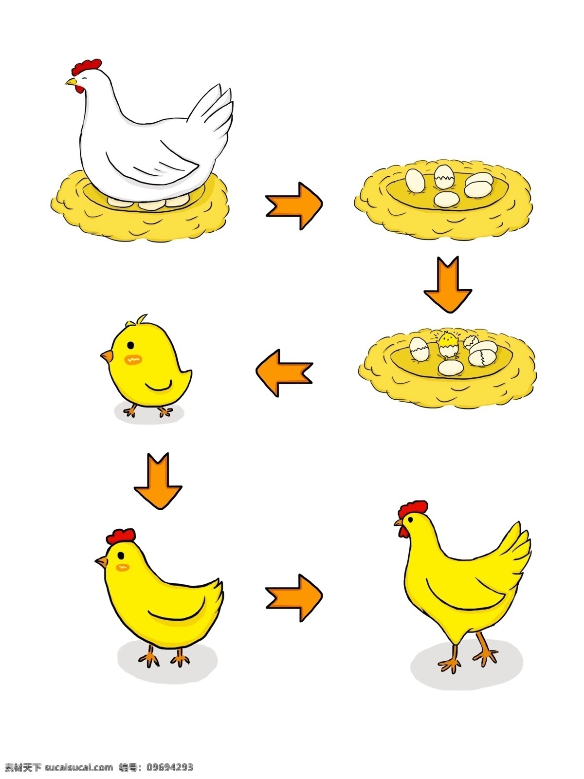 小鸡 生长 过程 手绘 插画 卡通 套 图 箭头 黄色 可爱 简约 公鸡 母鸡 成长 鸡窝 鸡蛋