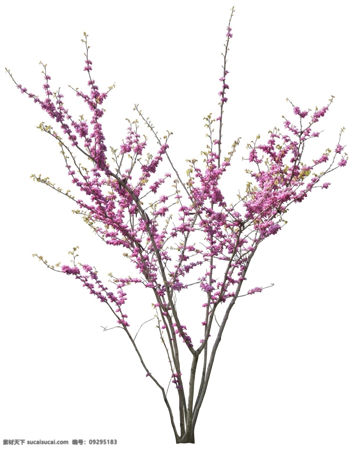 房地产 红花 红花树 psd源文件