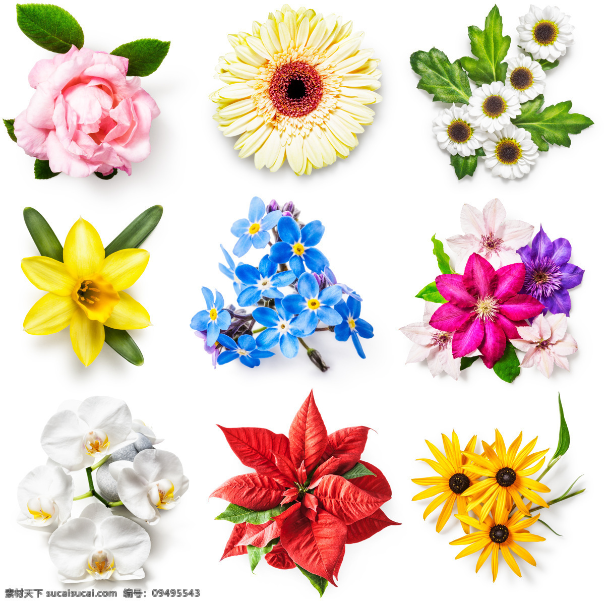 花 绿植 叶子 花朵 白花 循环花 无缝 红底白花 大花 树叶 花朵树叶 乱花 玫瑰 百合 植物 美图 热带花 热带植物 服装印花 潮牌印花