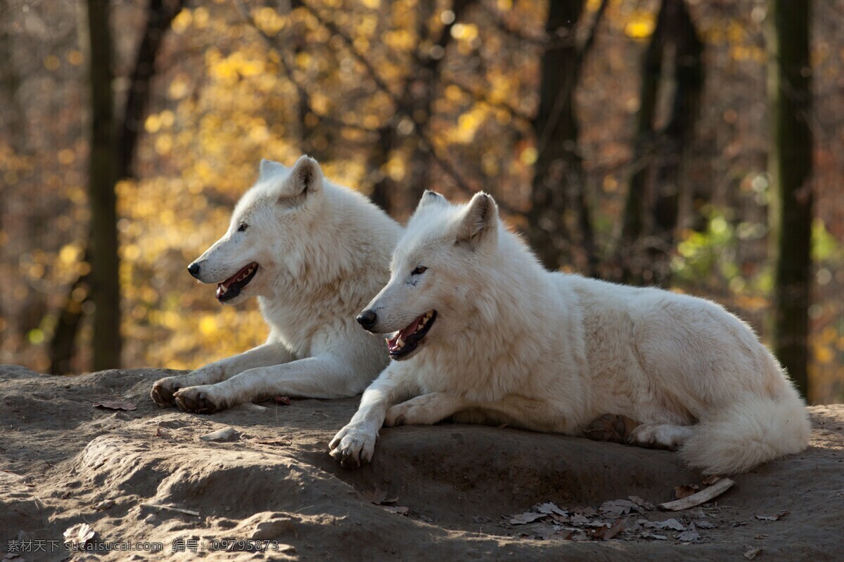 趴在 地上 白色 狼 白狼 野狼 野生动物 动物摄影 陆地动物 生物世界