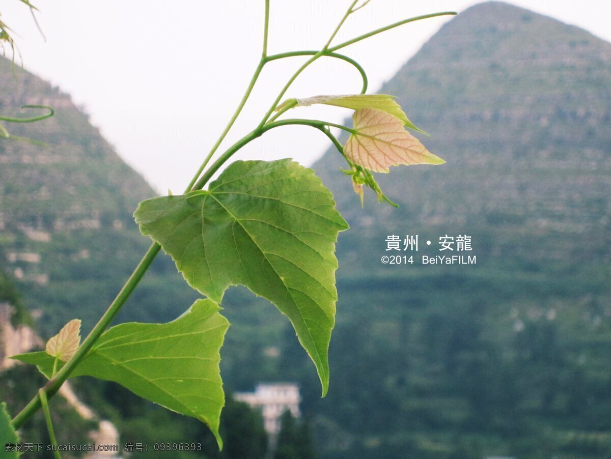 安龙山顶 贵州安龙县 山顶绿叶 大扁山 贵州风景 山顶枝叶 原创实拍风景 山水风景 自然景观