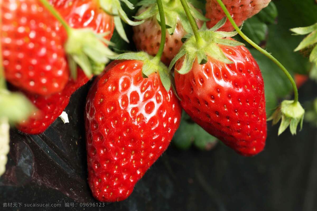 奶油草莓 新鲜草莓 新鲜水果 红色草莓 成熟的草莓 生物世界 水果