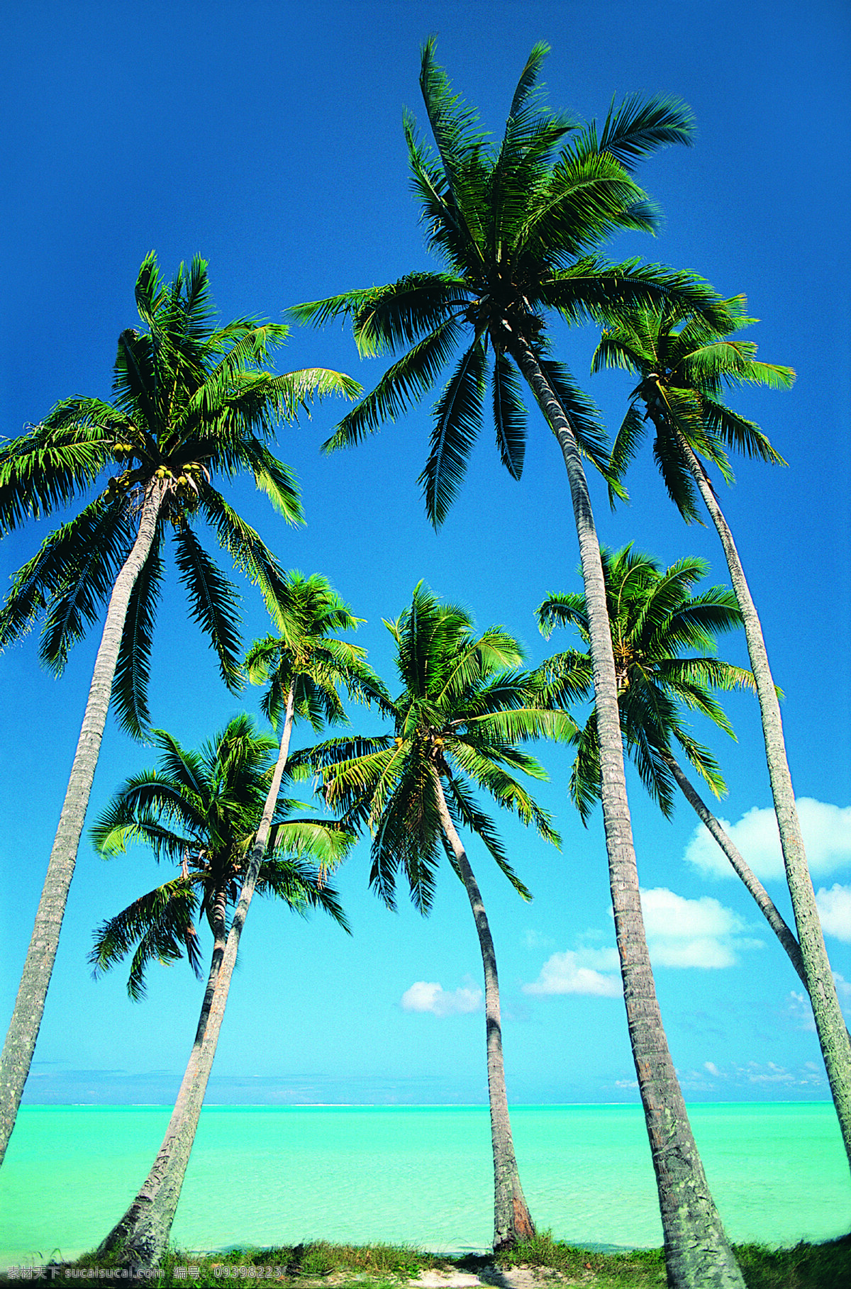海岛风情 椰树 99 海岛 岛屿 海景 风光图片 风光摄影 风景图片 风光照片 风景照片 风景摄影 棕榈 树 树木 海 大海 海洋 自然景观 自然风景 美丽风光 摄影图片 摄影图库