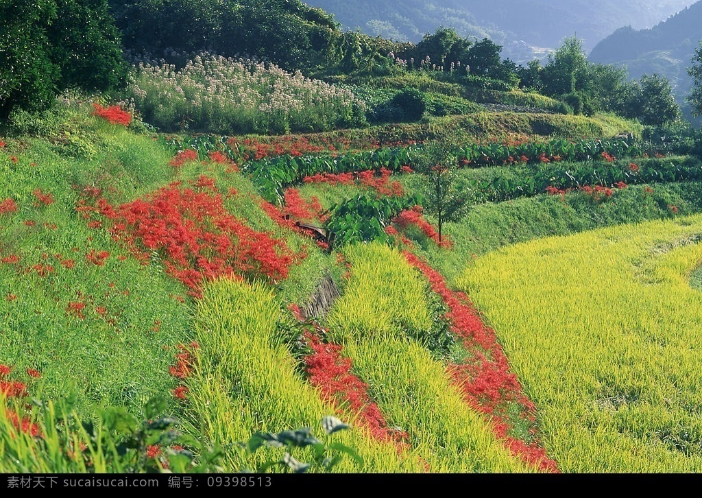 梯田剪影 田 梯田 槄谷 稻田 树木 野草 野花 丘陵 蓝天白云 自然景观 山水风景 摄影图库