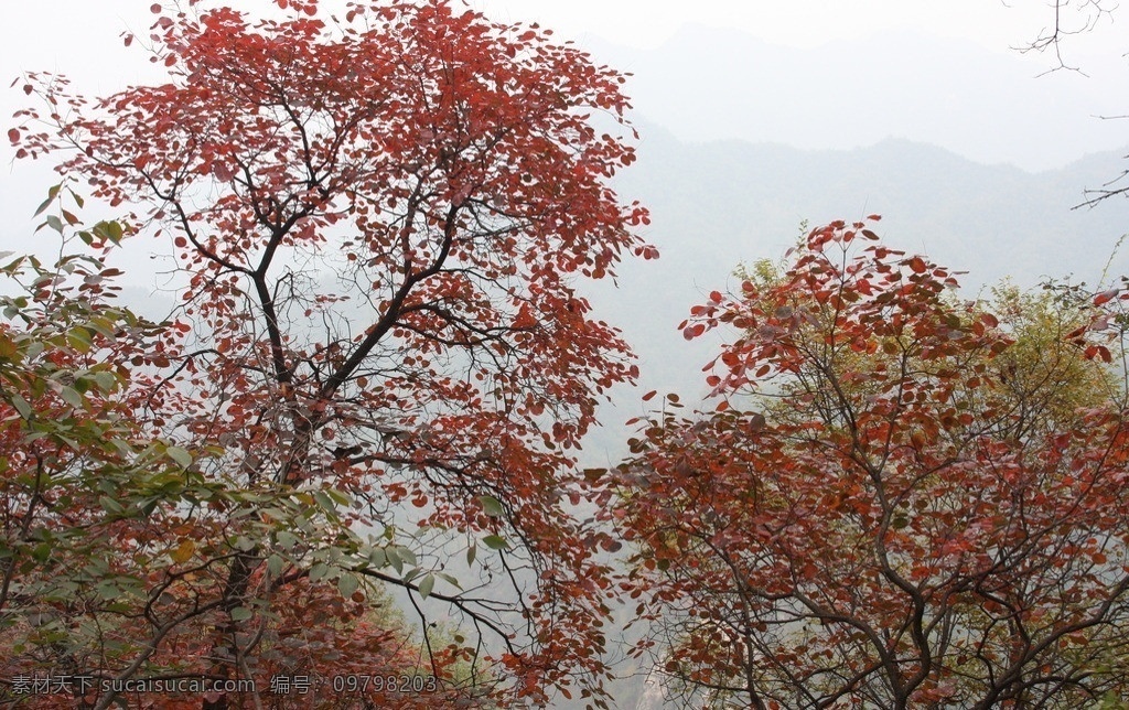 尧山 龙潭 峡 红叶 龙潭峡 树木树叶 生物世界