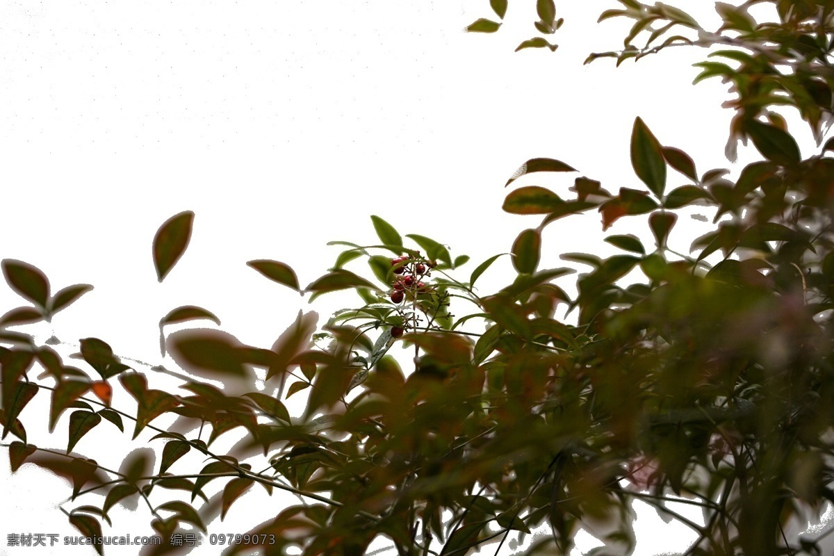 含苞待放 红花绿叶 红花 鲜艳 美丽 植物 形态各异 柔软的枝条 柔软弯曲 向上 纤细 千姿百态 绿色