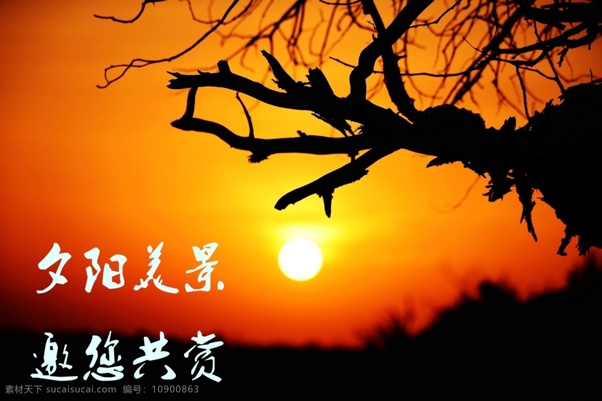 夕阳美景老树 夕阳 日落 日出 黄昏 黎明 云海 延时摄影 美景 自然 视频素材 多媒体 实拍视频 自然风光 夕阳下老树