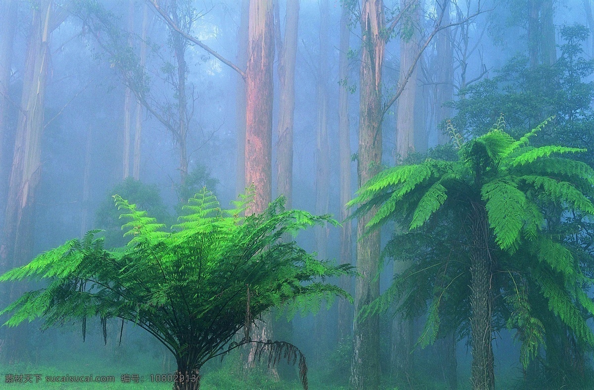 自然 类 森林树木 自然类之