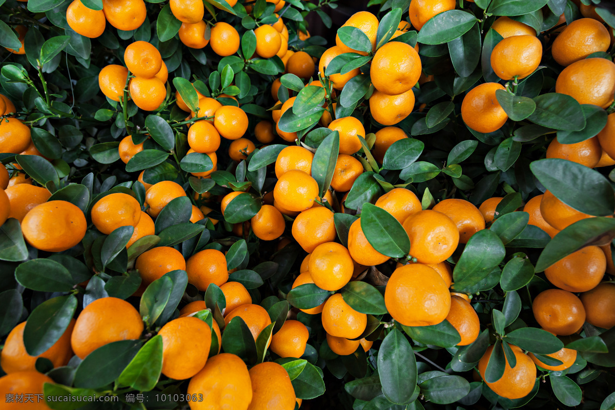 橘子 新鲜橘子 新鲜桔子 桔子采摘 美味 美食 食物 水果 果蔬 新鲜水果 美味水果 水果摄影 蜜桔 香橘 桔子树 橘子树 生物世界