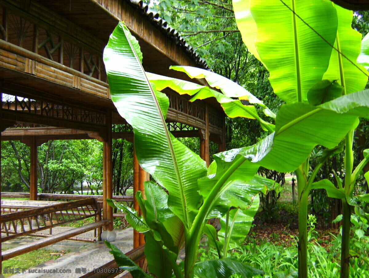 芭蕉 春雨 仿古 复古建筑 古建筑 建筑摄影 建筑园林 竹 廊 竹廊 竹亭 雨打芭蕉 曲折 听雨 观雨 建筑大观 矢量图 日常生活