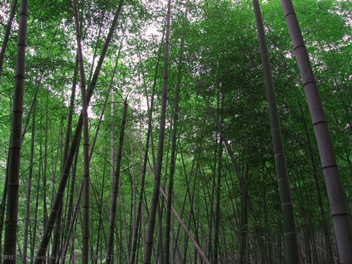 竹林免费下载 竹林 竹子 绿色的竹林 竹杆 风景 生活 旅游餐饮