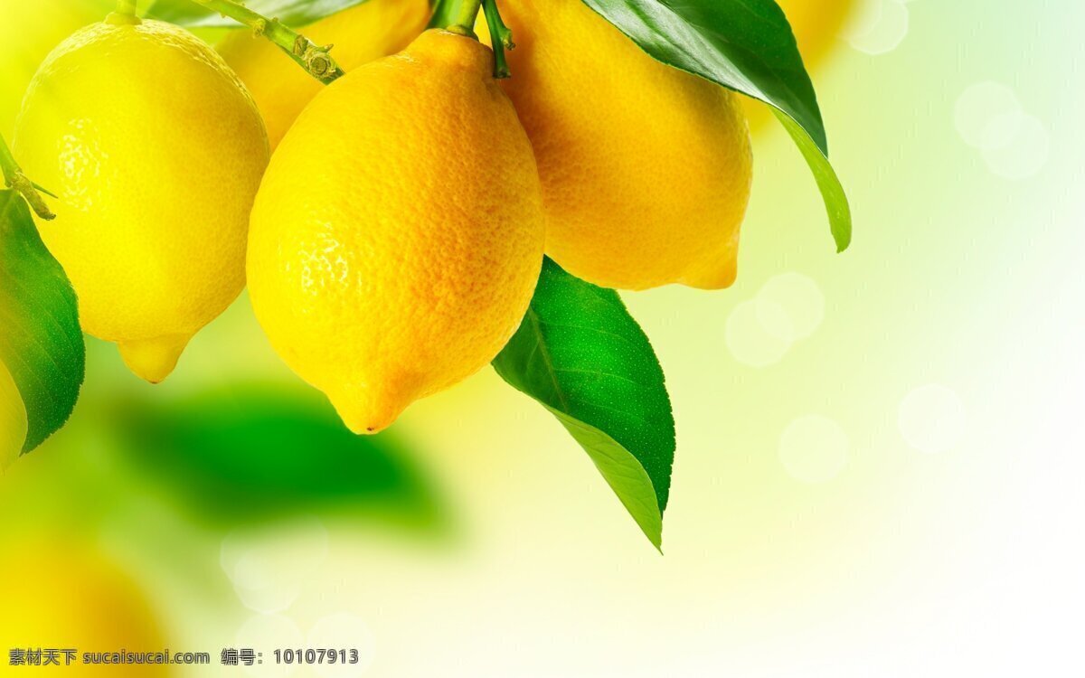 柠檬树 柠檬 树叶 黄色 水果 生物世界