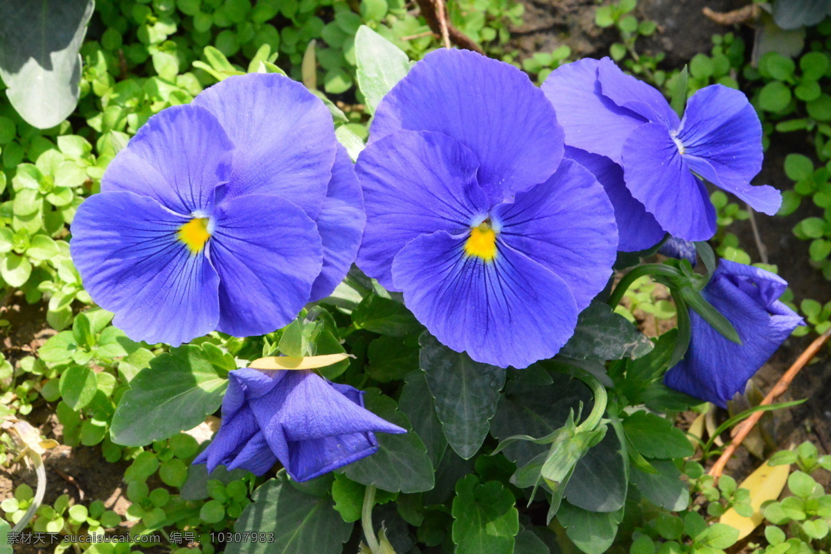 三色堇 猫儿脸 蝴蝶花 背景素材 人面花 花朵 草花 花卉 花儿 花草 绿化景观 草本植物 生物世界