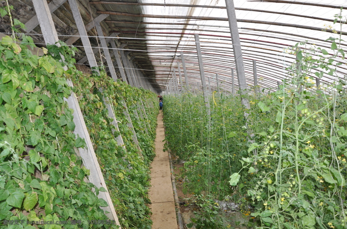 大棚 番茄 西红柿 田园风光 自然景观 蔬菜温室 农业蔬菜大棚 矢量图 日常生活