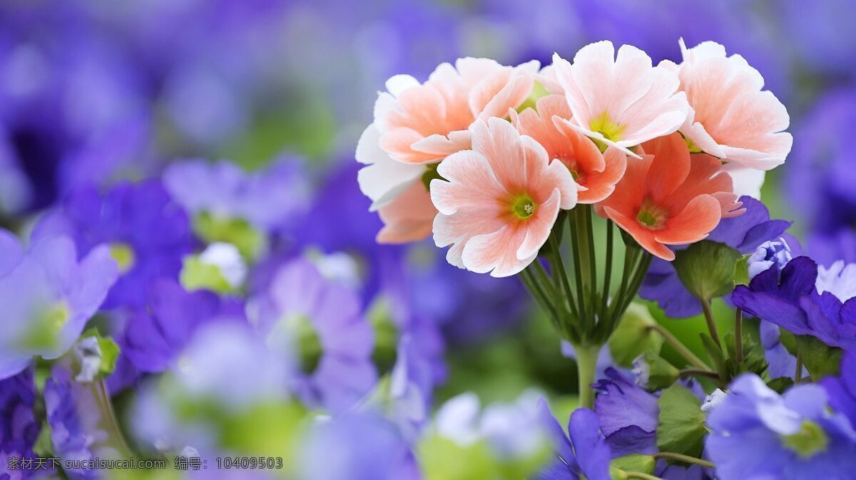 清新 可爱 花朵 摄影图片 紫色 肉粉色 壁纸 元素 生物世界 花草