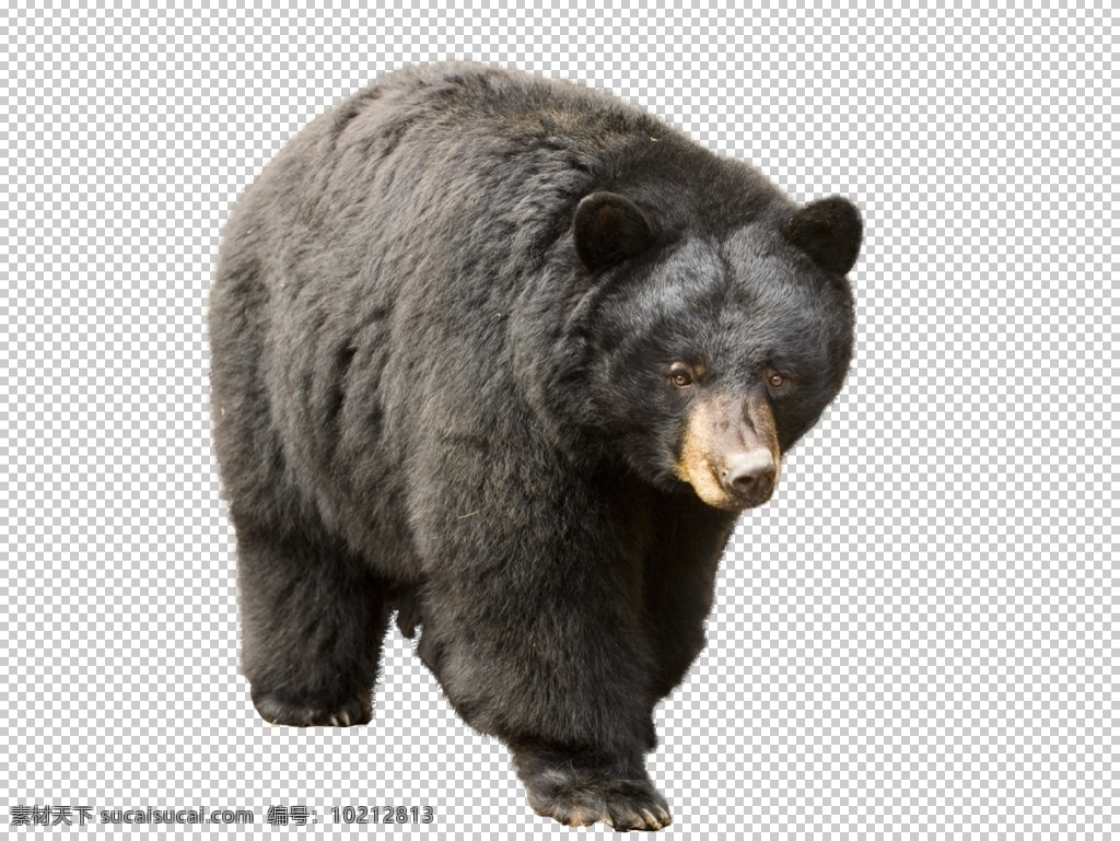 熊图片 熊 黑熊 棕熊 狗熊 png图 透明图 免扣图 透明背景 透明底 抠图 生物世界 野生动物
