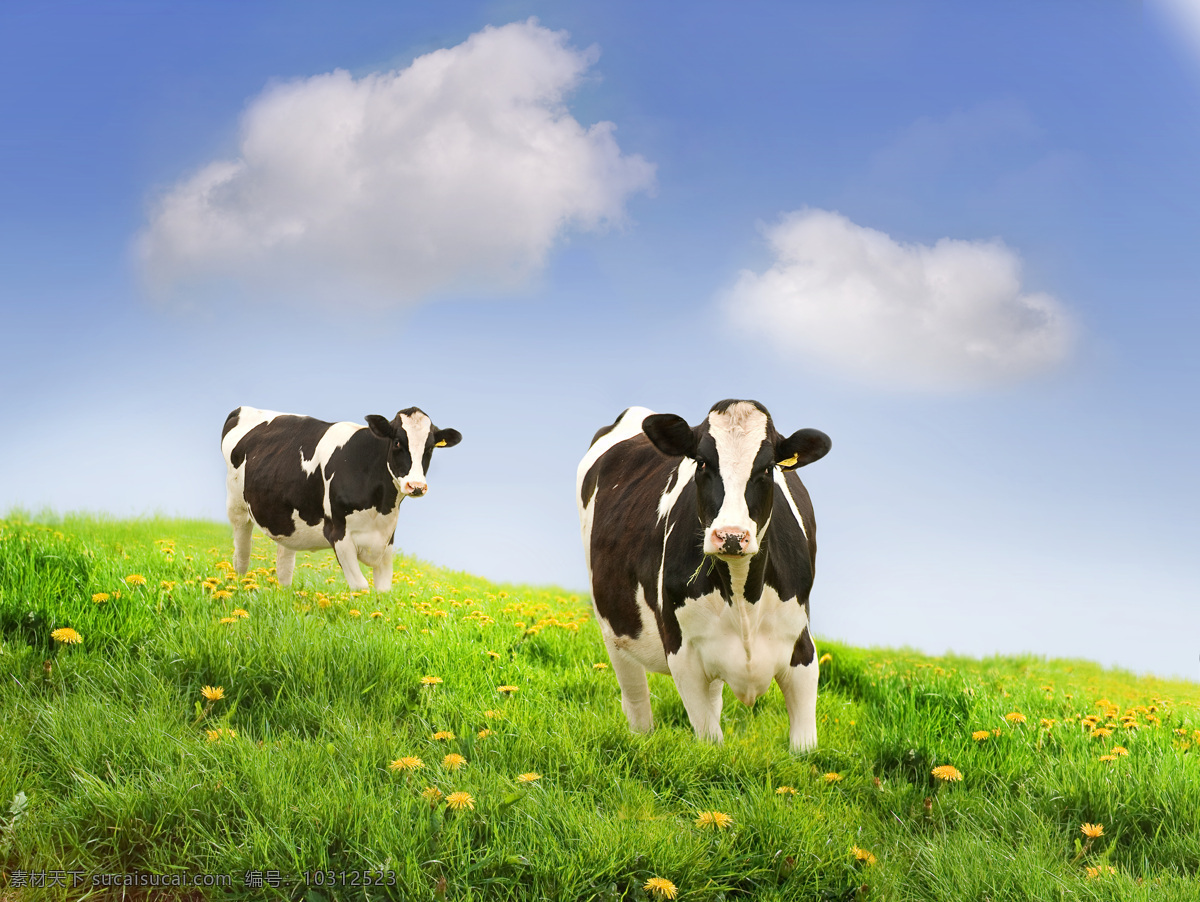 奶牛 动物 放牧 牧场 草原 青草 草地 摄影图 美丽风景 草原风光 陆地动物 生物世界