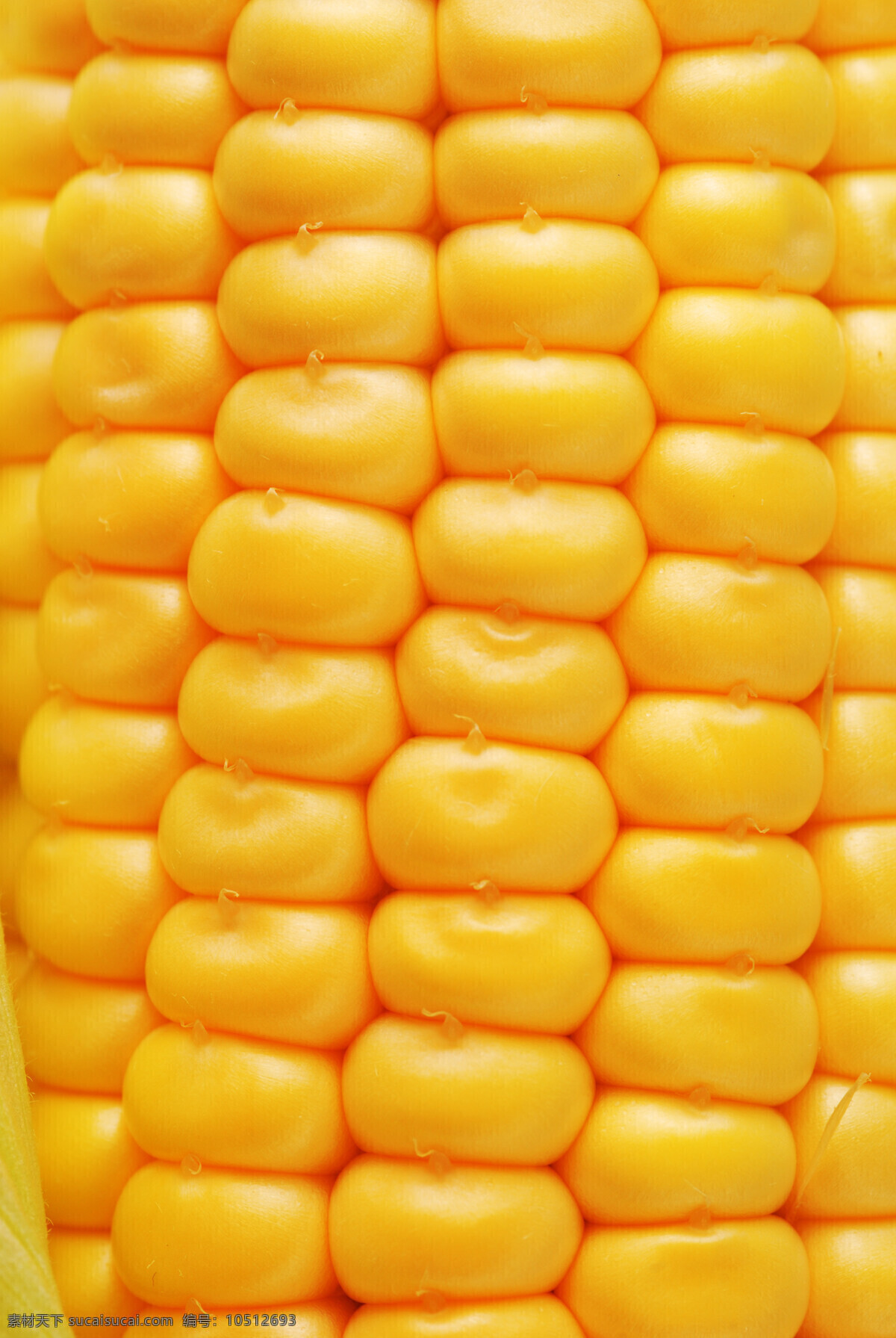 金色 玉米 颗 饱满 金色玉米 包谷 食物 食品 玉米棒 粮食 农产品 食材 食物原料 食材原料 玉米穗 玉米粒 农作物 特写 丰收 颗粒 农业生产 现代科技